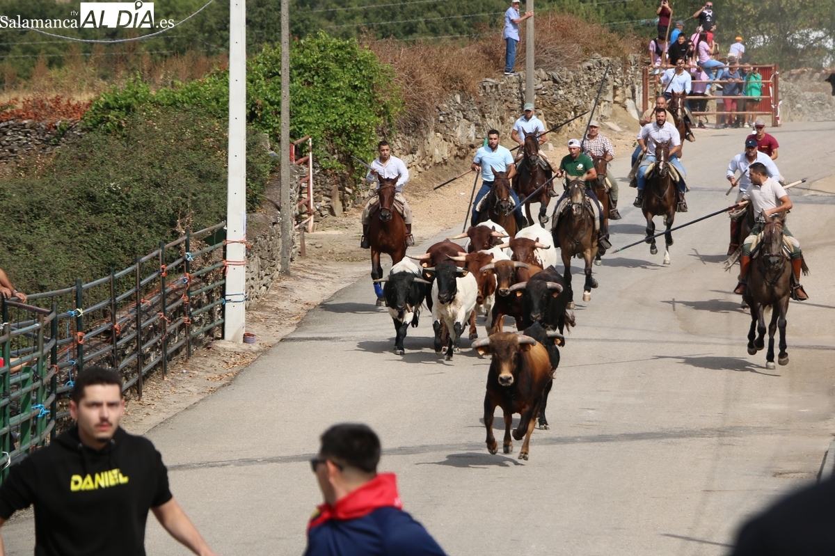 Bonito y peligroso encierro con novillos de los Hnos. Sánchez Gil en Barruecopardo