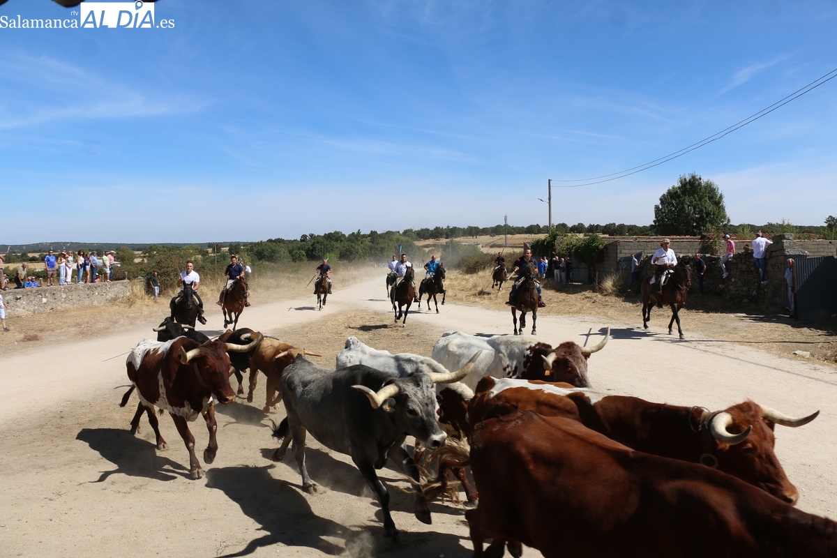 Bonito encierro a caballo en Bañobárez con novillos de Eduardo Martín Cillero