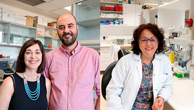 Un estudio liderado desde Salamanca abre una nueva vía para frenar un cáncer de hígado de mal pronóstico