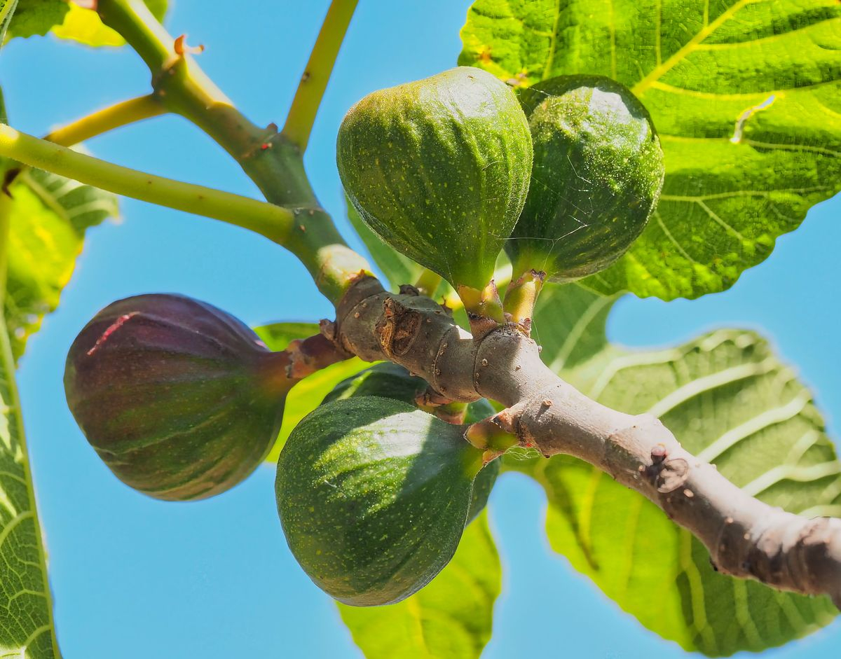 Dime lo que comes... 