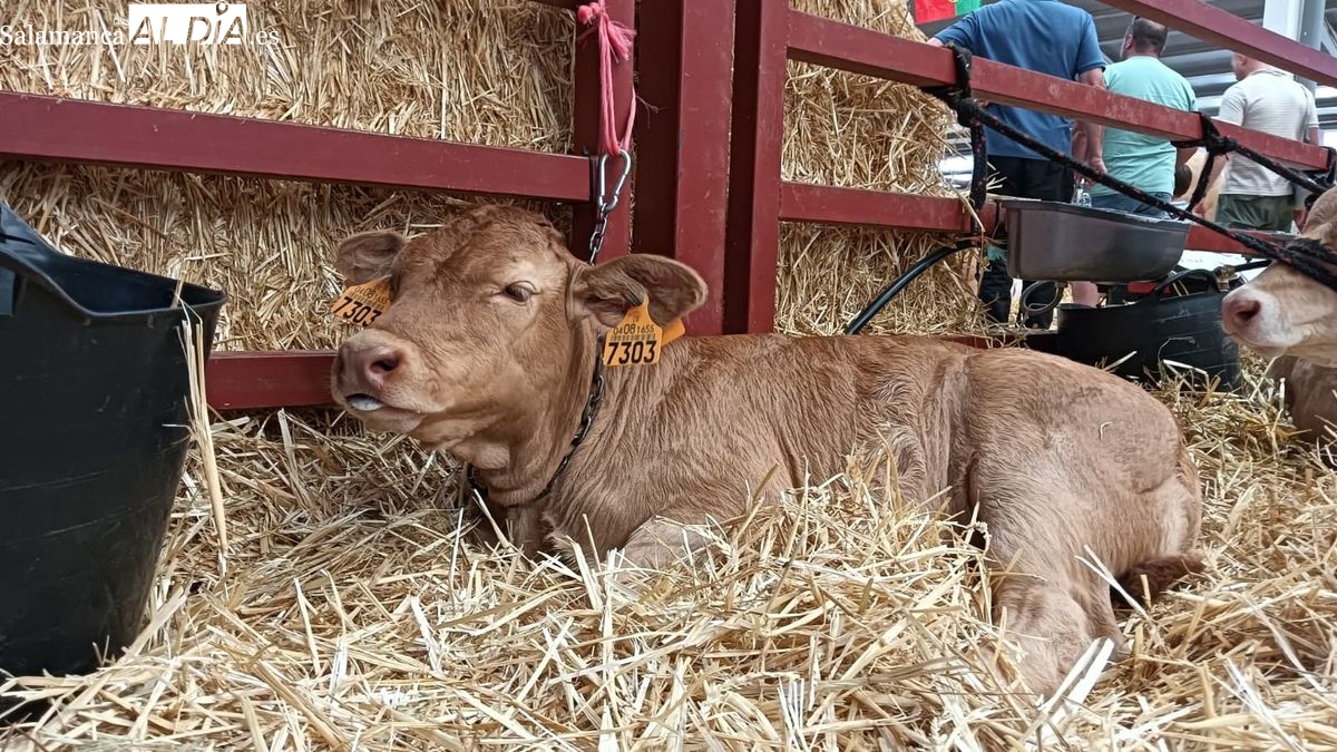 Alanzada, la bebé de un mes que acapara miradas