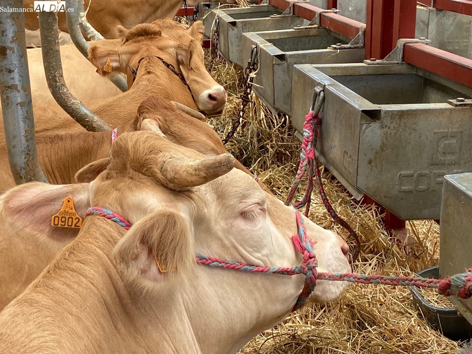 Selfie, Rihana o Conchita Piquer, los animales de nombres curiosos que ya triunfan en Salamaq