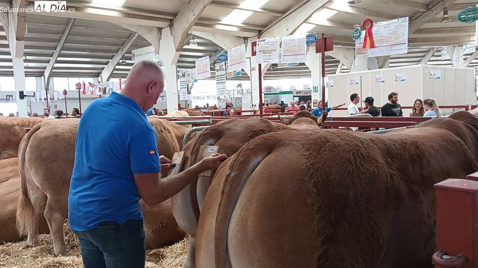 VÍDEO | El backstage de Salamaq: así preparan los ganaderos a sus campeones limusines