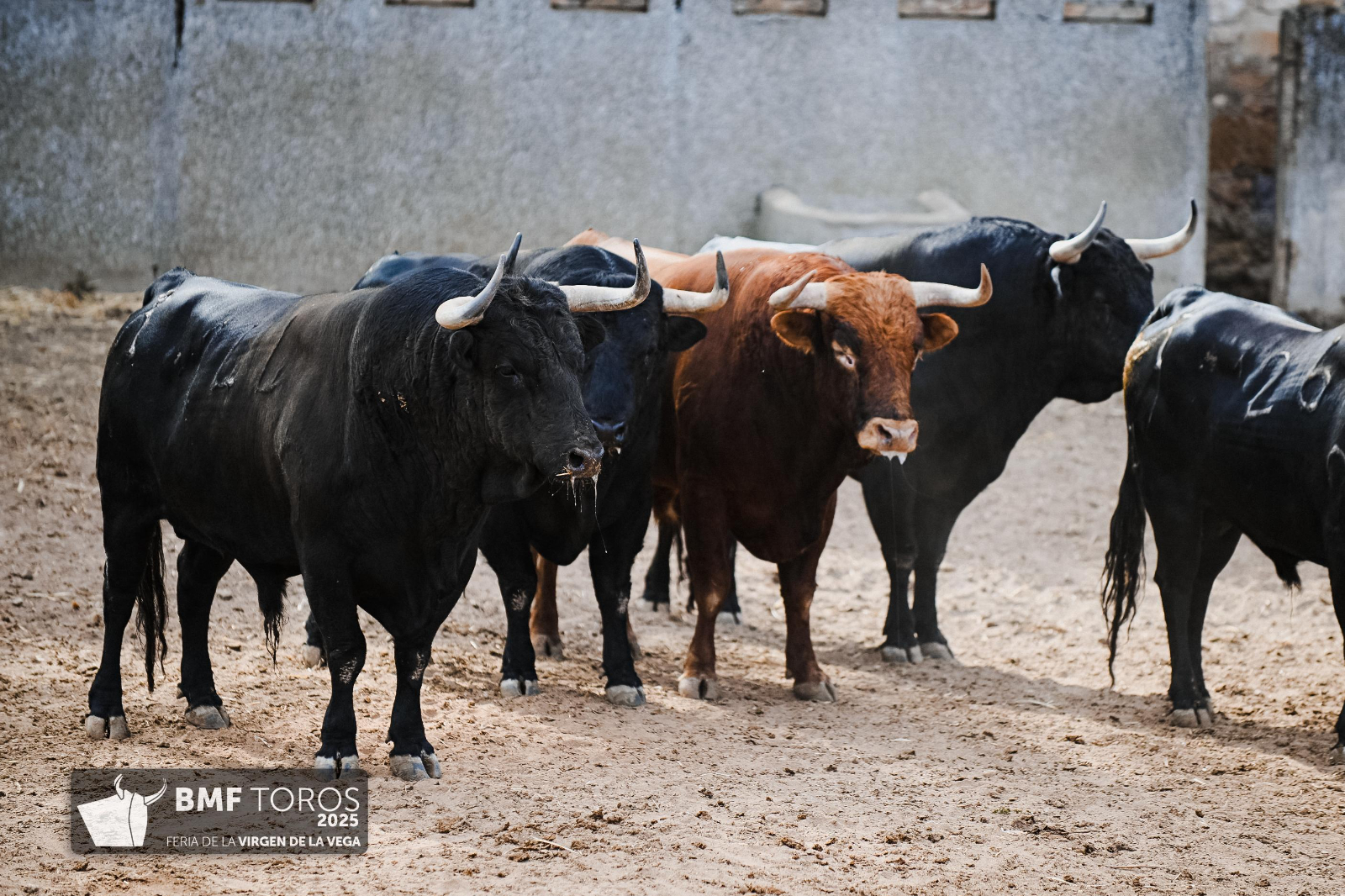FOTOS | Trapío y romana de Vellosino para la primera corrida de toros 