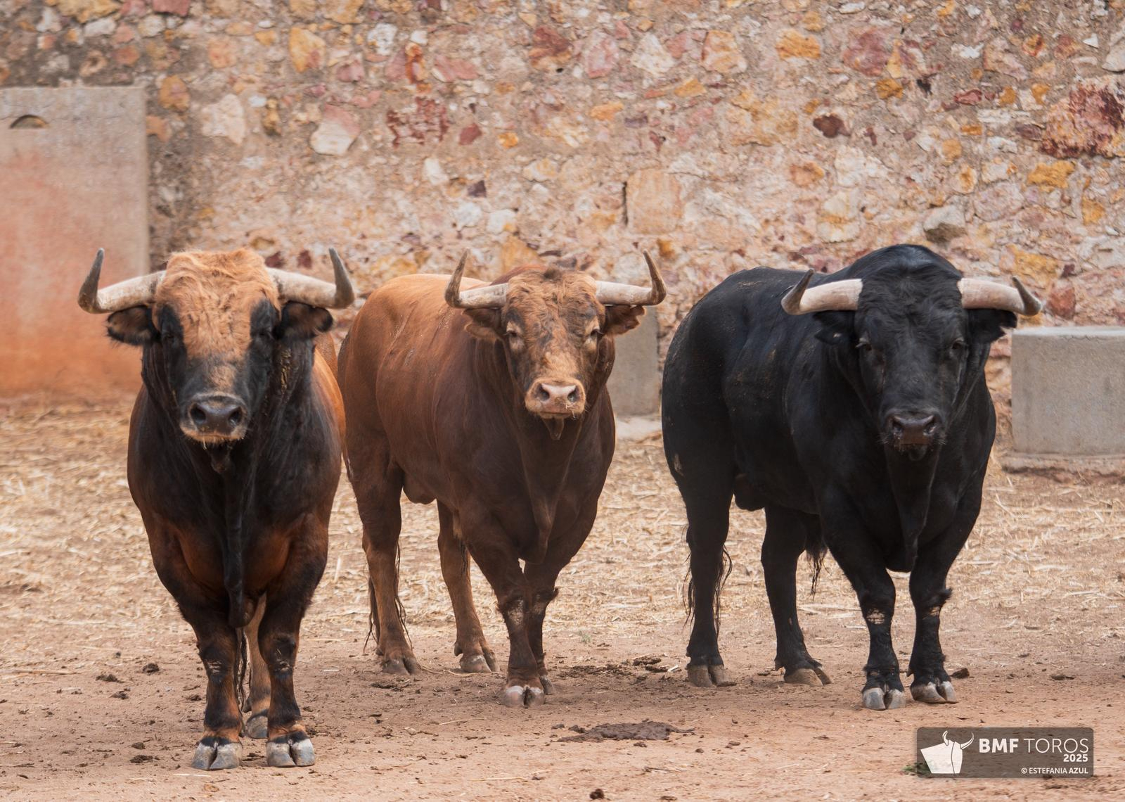 FOTOS | Un Afrutado para el debut de Juan Ortega en La Glorieta 