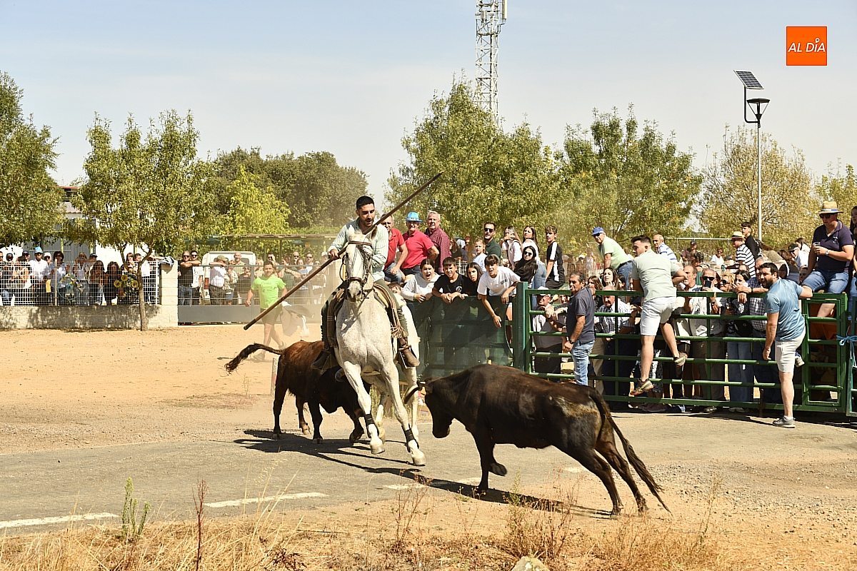 Un largo y desordenado Encierro a Caballo entretiene la mañana sabatina en Aldehuela de Yeltes