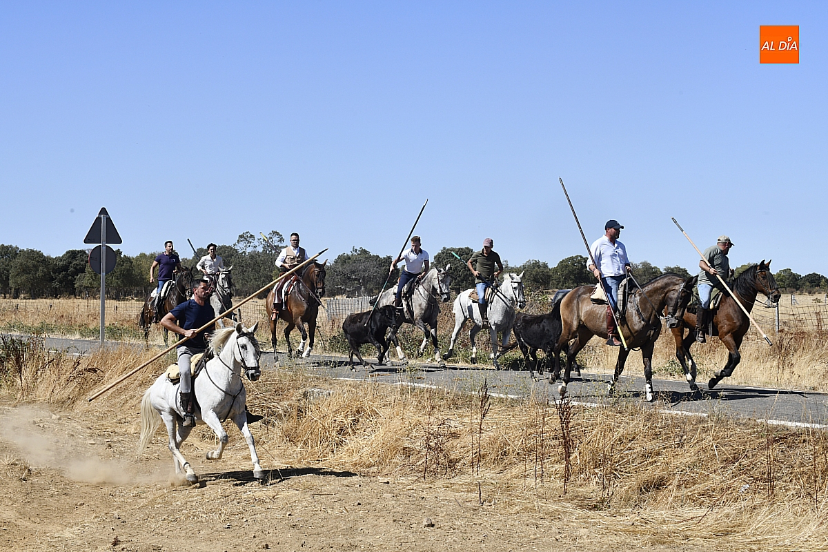Segundo Encierro a Caballo en Aldehuela de Yeltes con los bueyes escapados