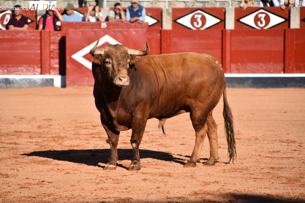 GALERÍA DE FOTOS | El Campo Charro se exhibe en el tradicional desenjaule