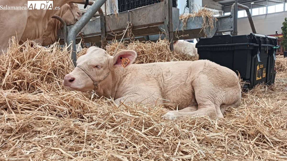 Starsmillion, la ternera charolesa de apenas dos meses que enternece Salamaq