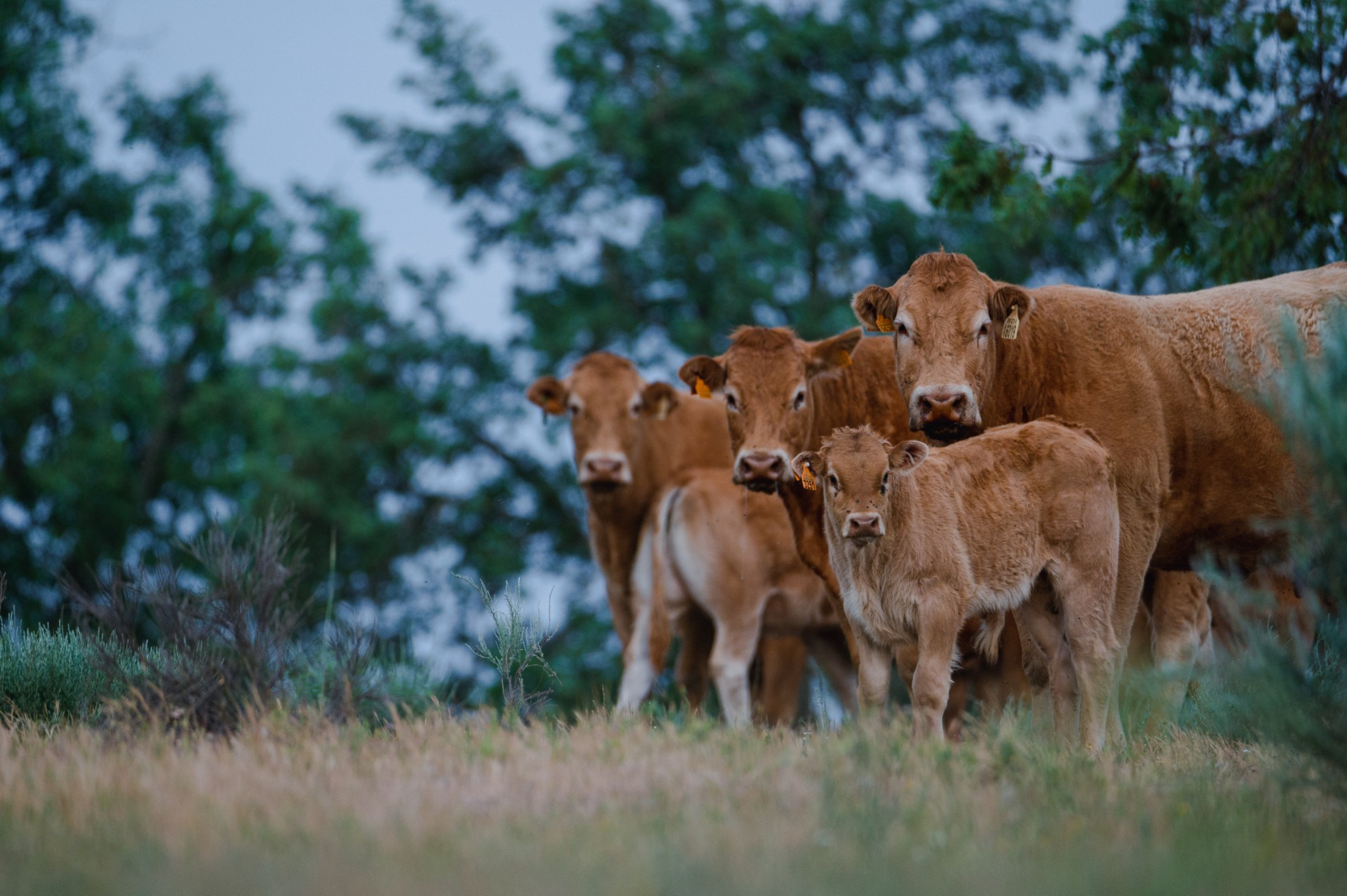 Pedro Domecq: La limusina es la raza líder del vacuno español por su rentabilidad