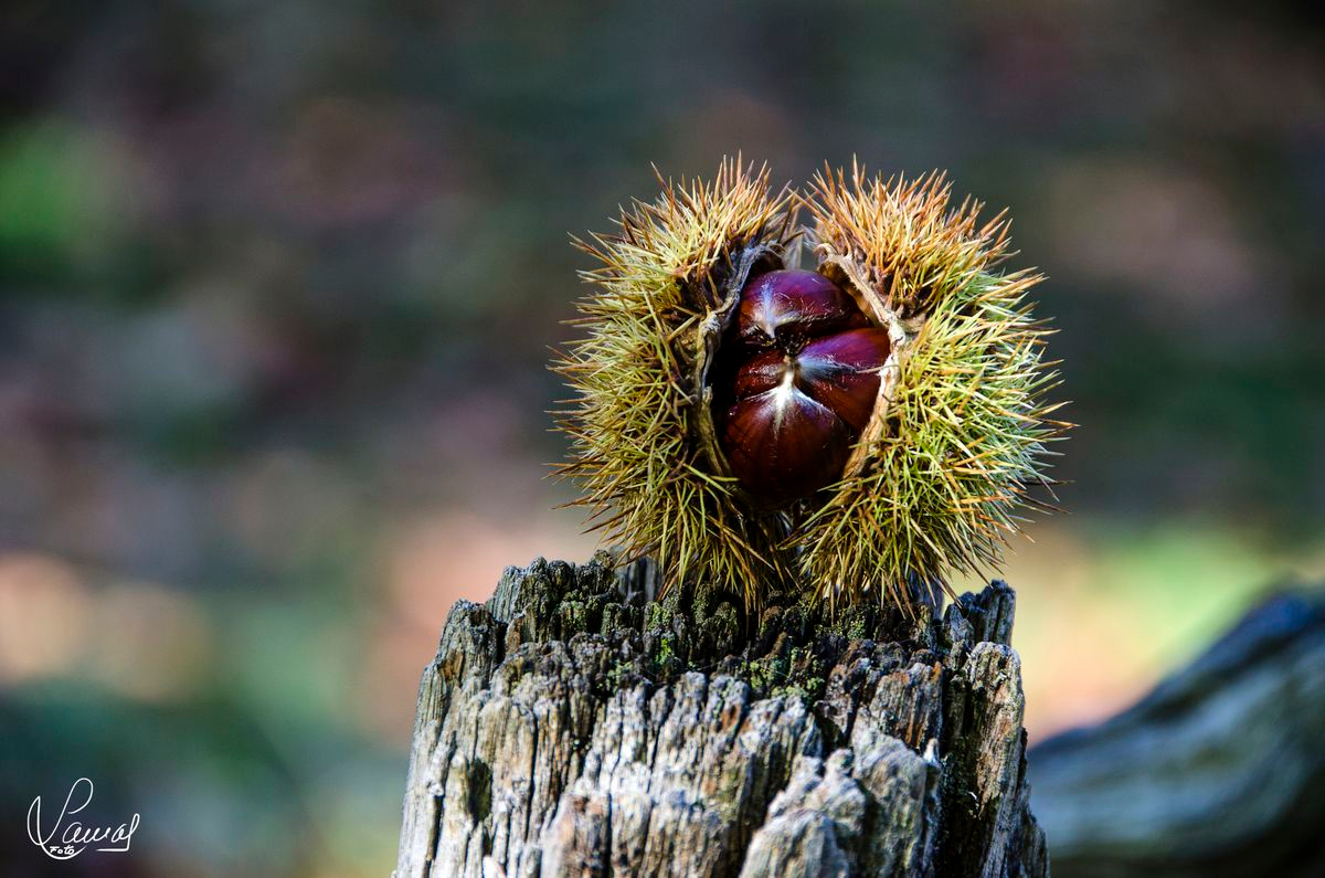 La forma y la fuerza