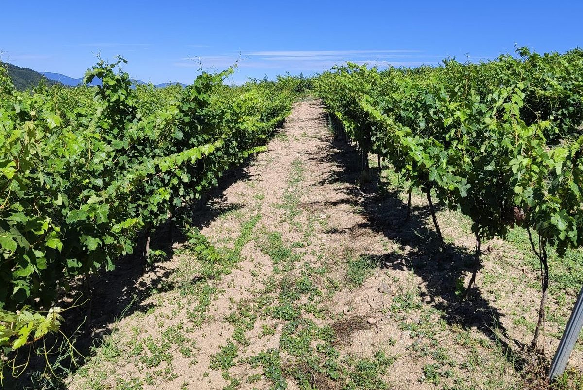 De 3.000 a 18.000 botellas: la bodega que recupera el legado del vino en la Sierra de Francia