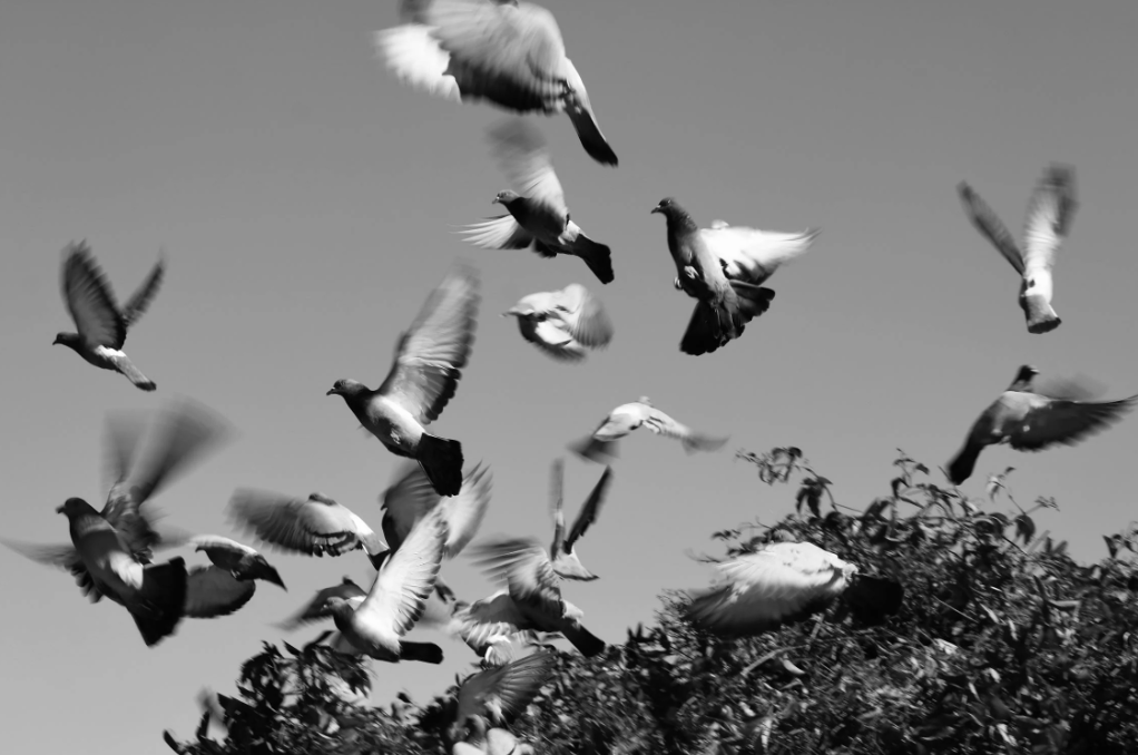  No solo la paz en nuestro tiempo… sino la paz para todos los tiempos