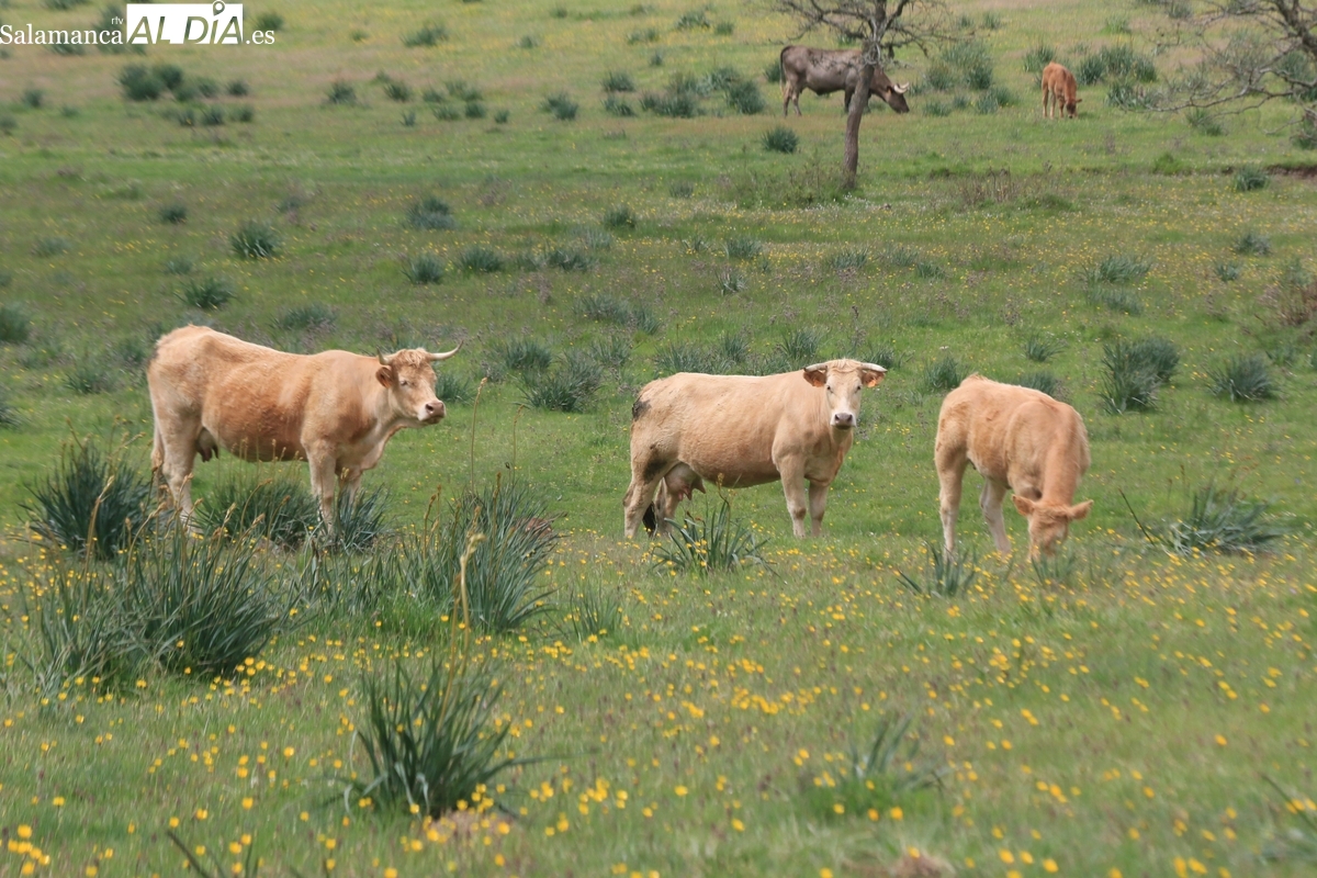 Salamanca, a la cabeza de Castilla y León en el anticipo de la PAC con 75 millones de euros