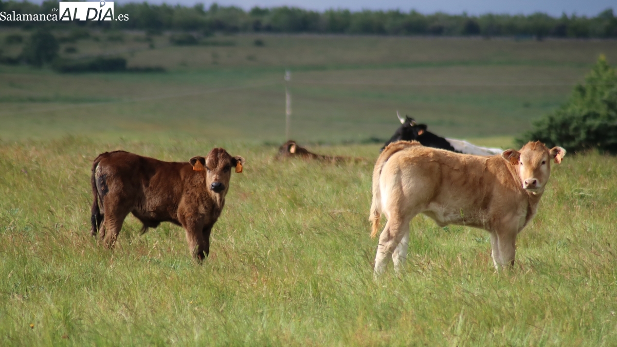 El cereal confirma la tendencia al alza de precios y el vacuno mantiene los de hace dos semanas