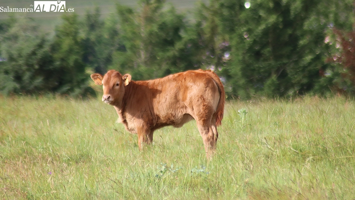 El vacuno se frena y el cereal comienza a moverse