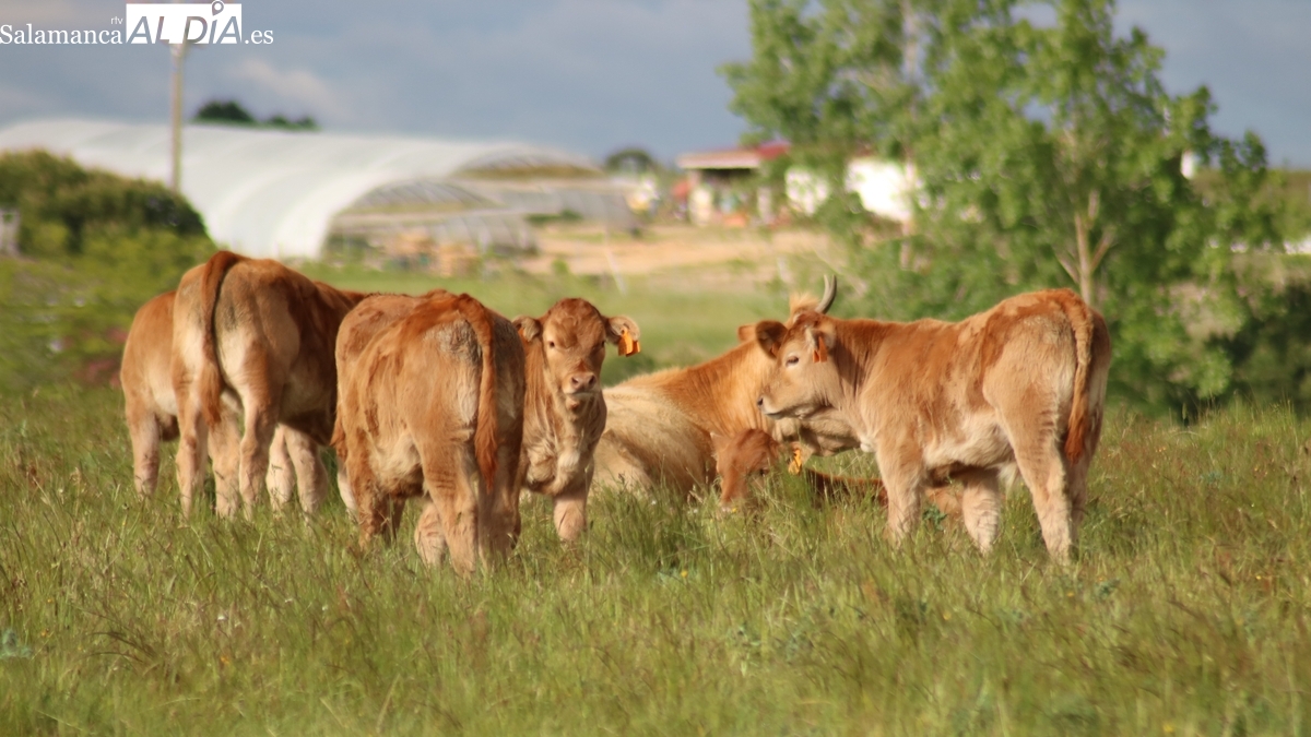 Sube el cereal y el vacuno se muestra estable en medio de la crisis por la dermatosis nodular