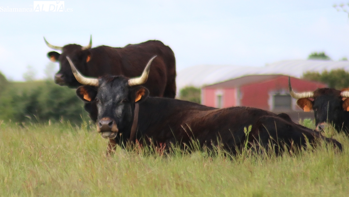 El cereal comienza a moverse con suerte desigual y el vacuno mantiene la tendencia de precios al alza
