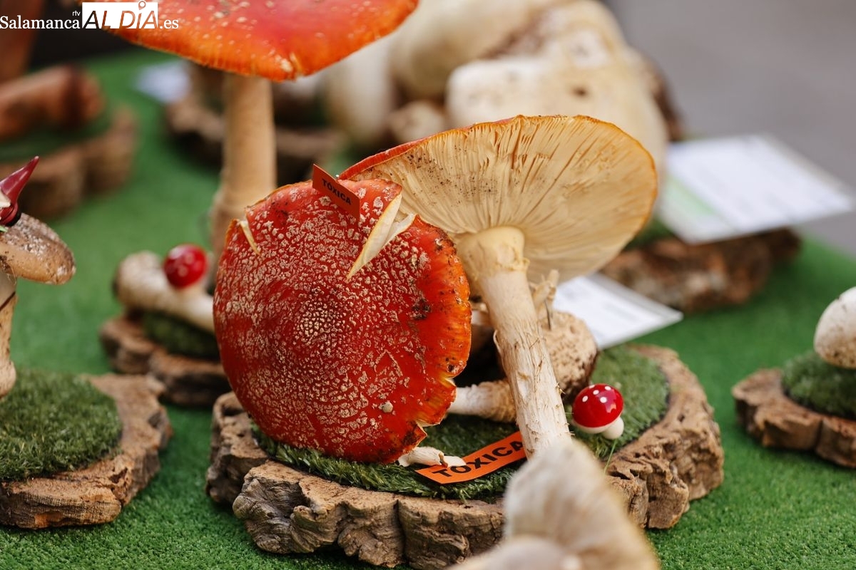 El otoño micológico llega con un curso de iniciación en Salamanca