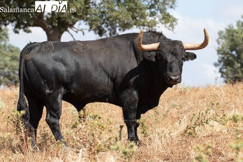 Langosto, marcado con el número 34. Un toro de la ganadería de José Enrique Fraile de Valdefresno, con un peso de 520 kilogramos y guarismo 1.