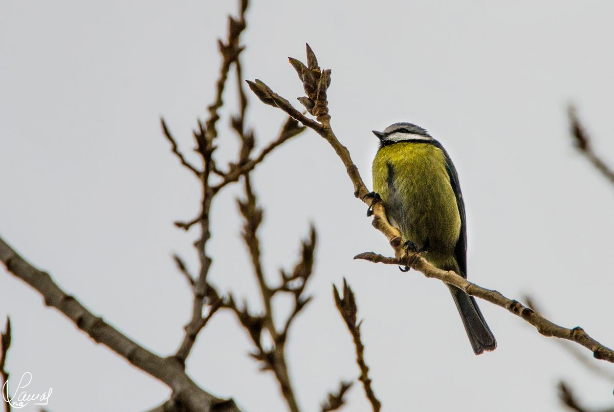 El alma y las ilusiones  