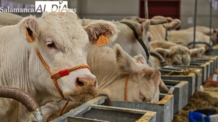 La dermatosis nodular obliga a Castilla y León a paralizar todas sus ferias de ganado