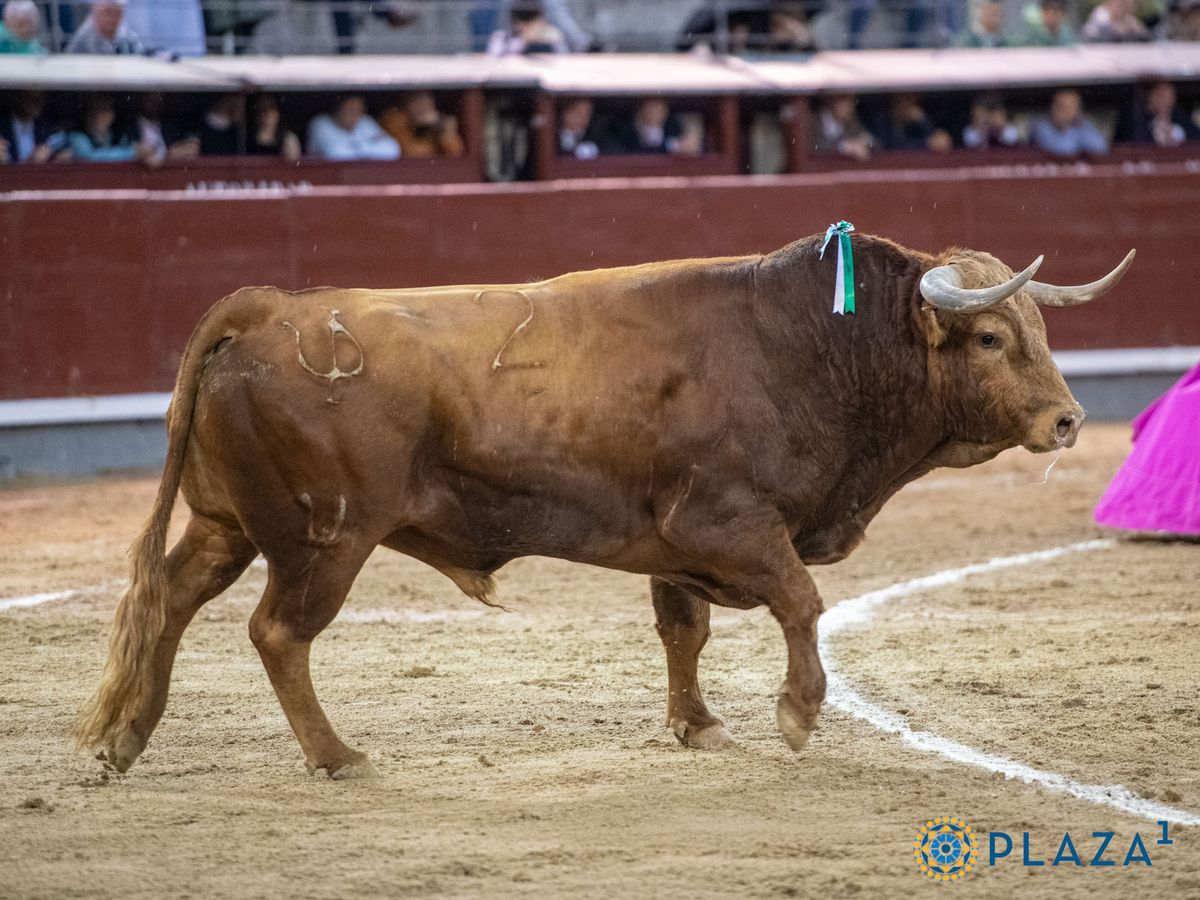 Pedraza de Yeltes, en el cuadro de honor ganadero del año en Las Ventas