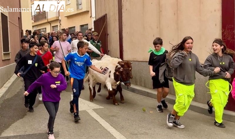 Los más pequeños disfrutan del encierro de mini bueyes en Alba de Tormes
