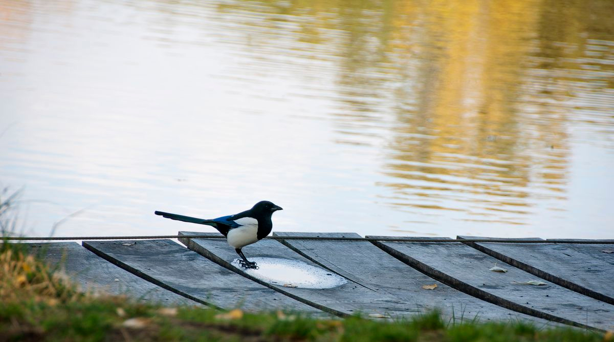 El privilegio de estar vivo 