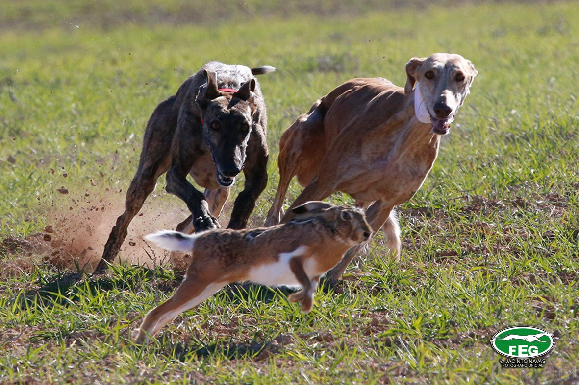 El galgo, un atleta de alto rendimiento. Están hechos para correr en el campo, en una casa un galgo no es feliz