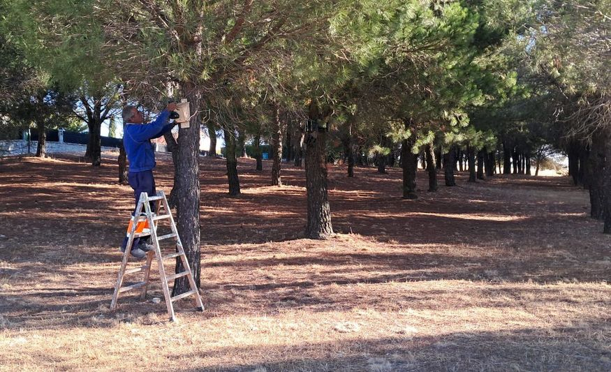 Murciélagos contra la procesionaria: la estrategia natural del Ayuntamiento de Alba de Tormes para evitar riesgos