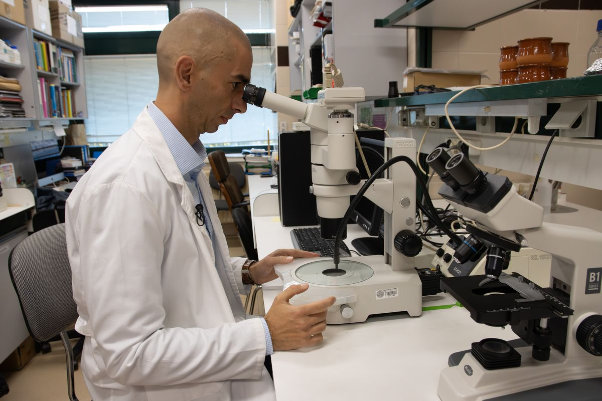 Una investigación de la Universidad de Salamanca demuestra el potencial de una bacteria para combatir el daño celular asociado al envejecimiento