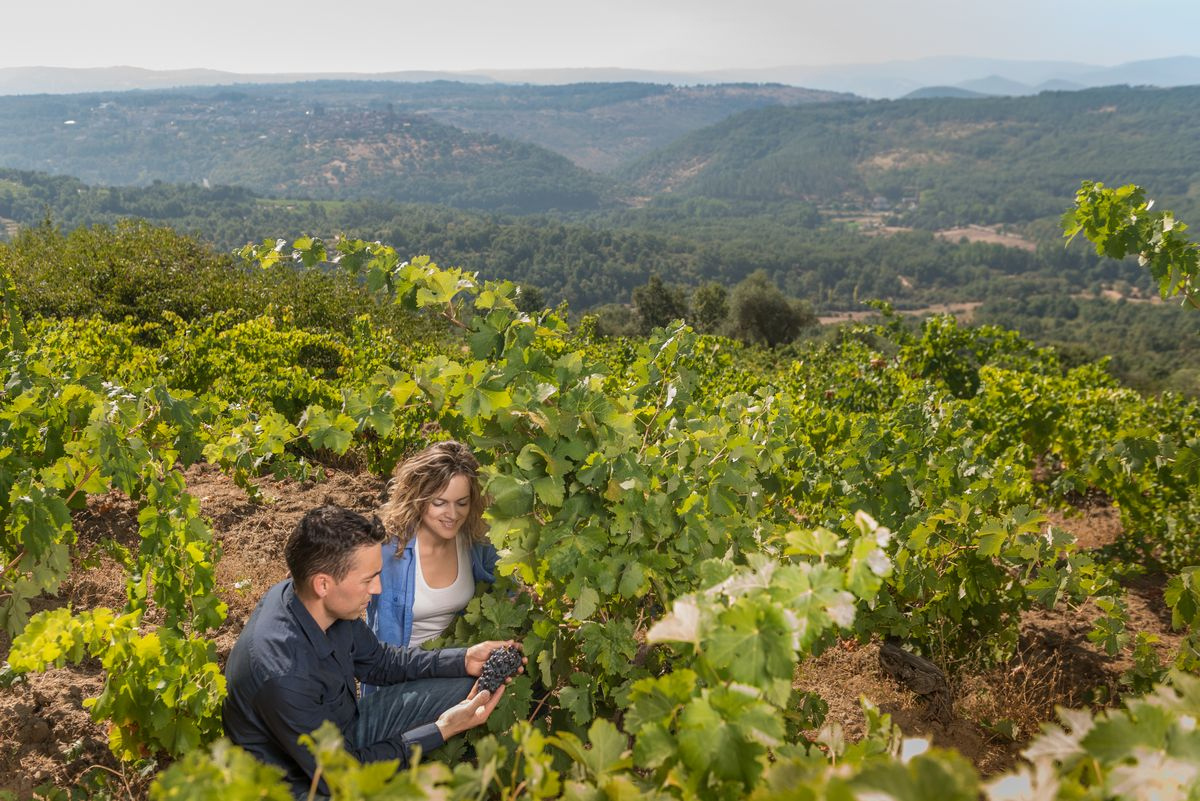 Planazo para el próximo fin de semana con la XII Feria de la Vendimia en San Martín del Castañar 