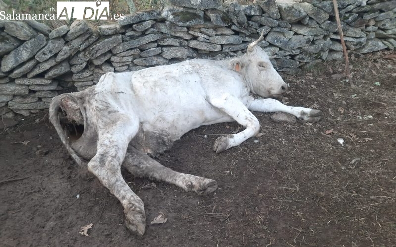 Riesgo sanitario en Salamanca por animales muertos sin recoger durante días en las explotaciones