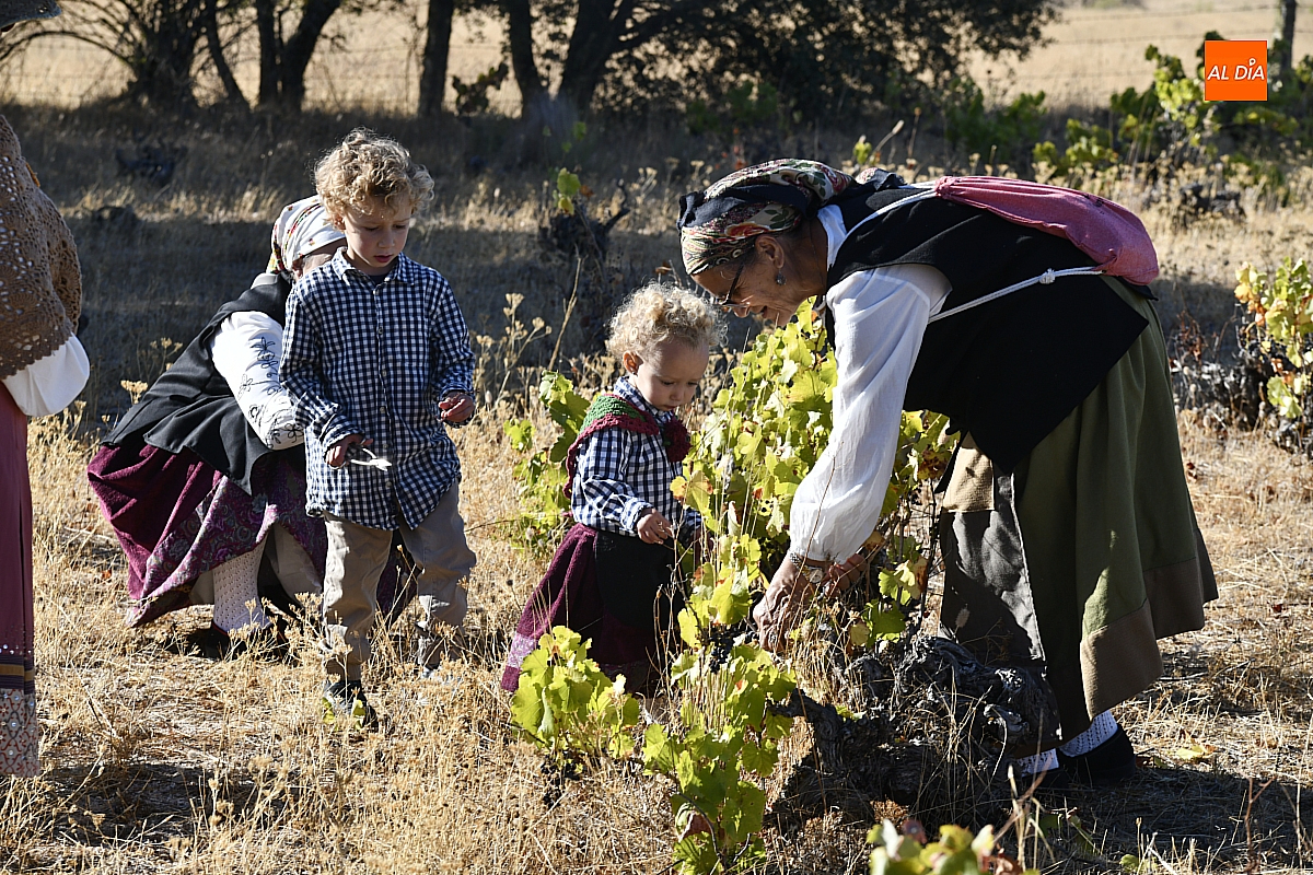 Saelices el Chico se niega a perder la tradición de vendimiar sus tierras