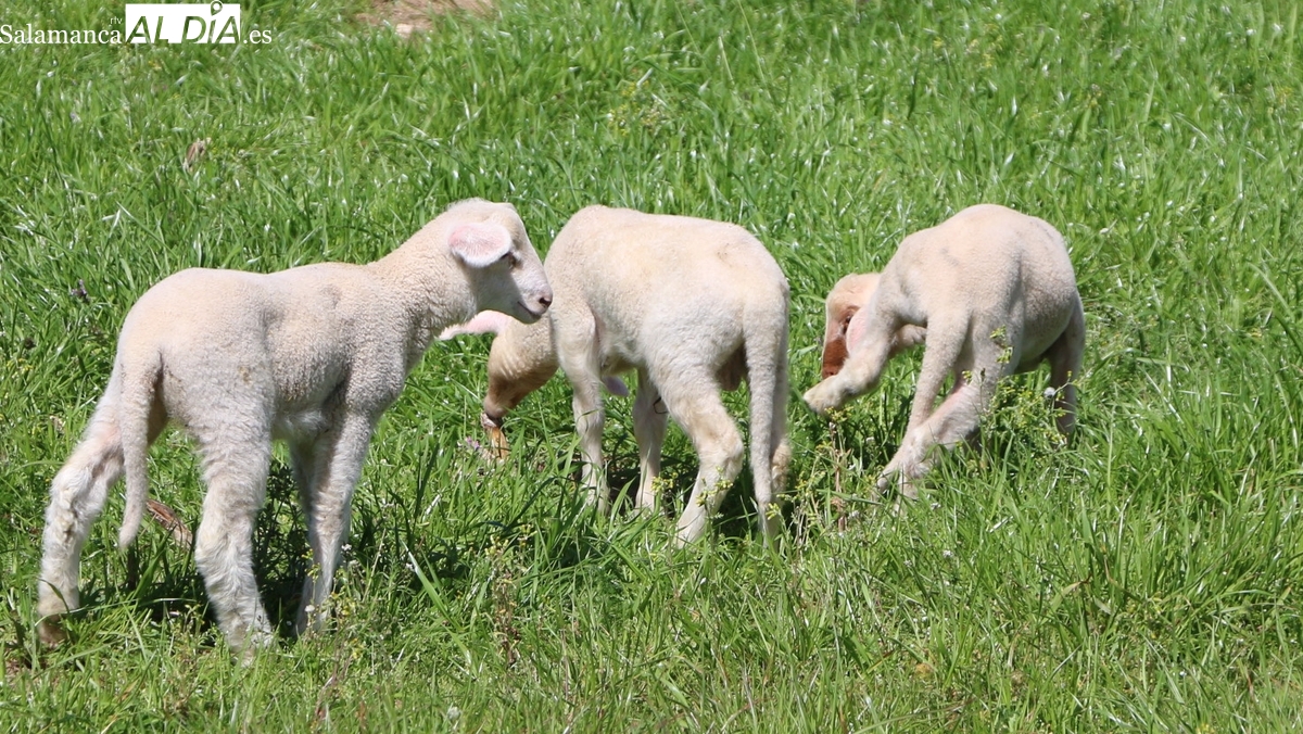 Los tostones se suman a la subida de corderos y lechazos, y carne de vacuno, ante la proximidad de la Navidad