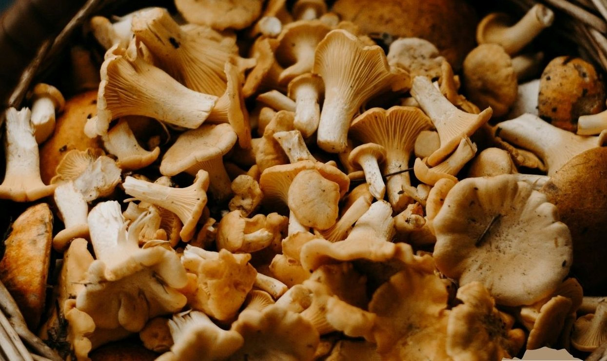 Sancti-Spíritus celebrará este sábado sus Jornadas Micológicas