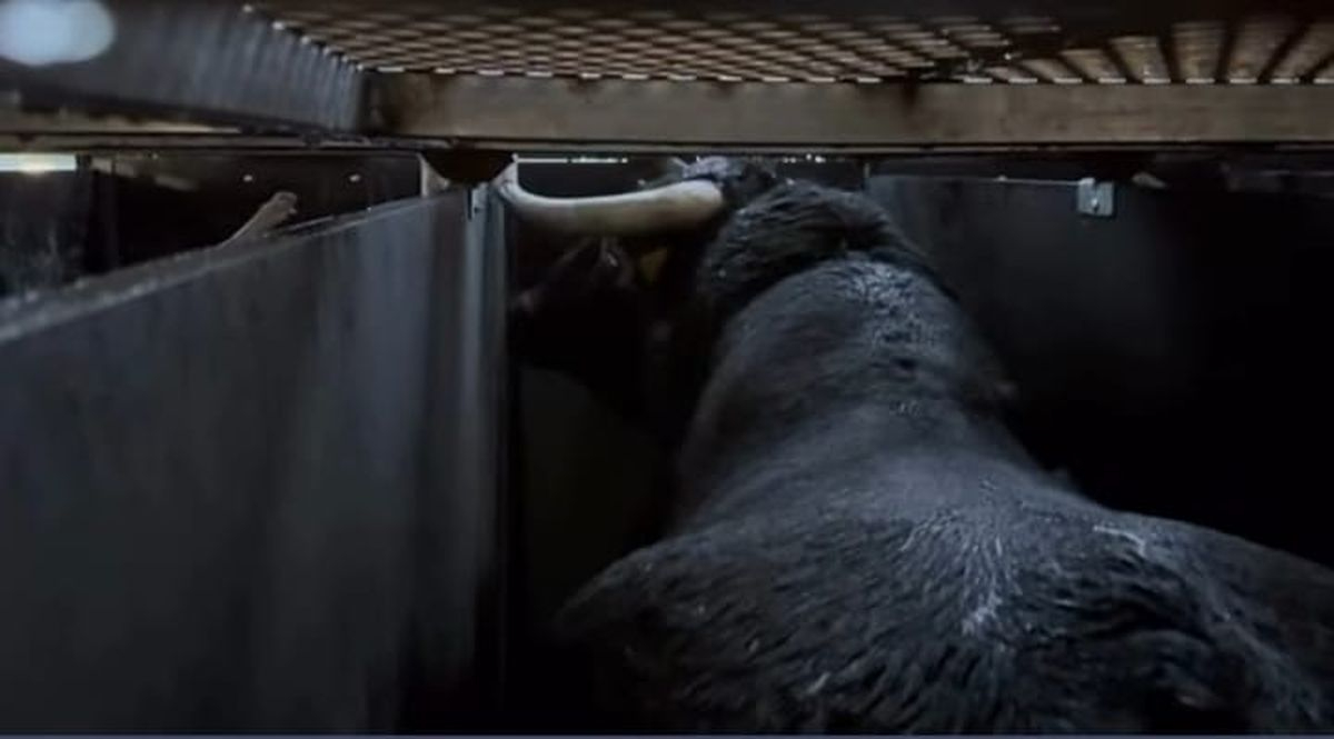 FOTOS | Un viaje al otro lado del charco para cuatro toros salmantinos