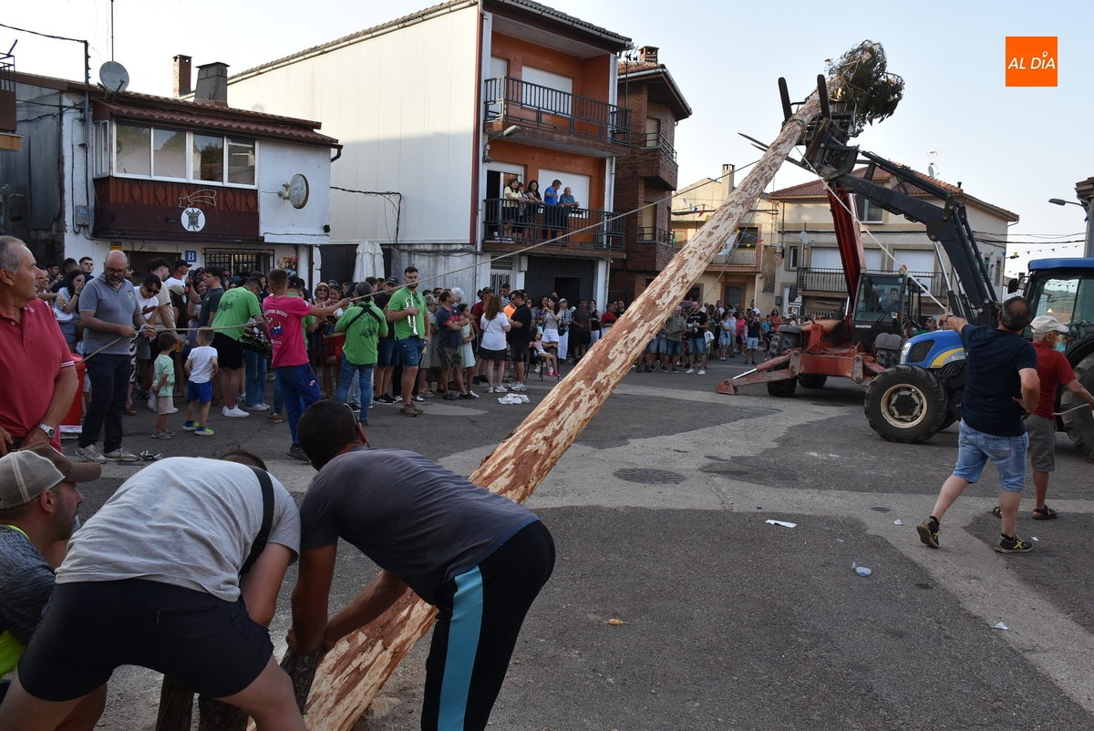 Las Cortes instan a la Junta a declarar BIC la tradición de levantar el pino