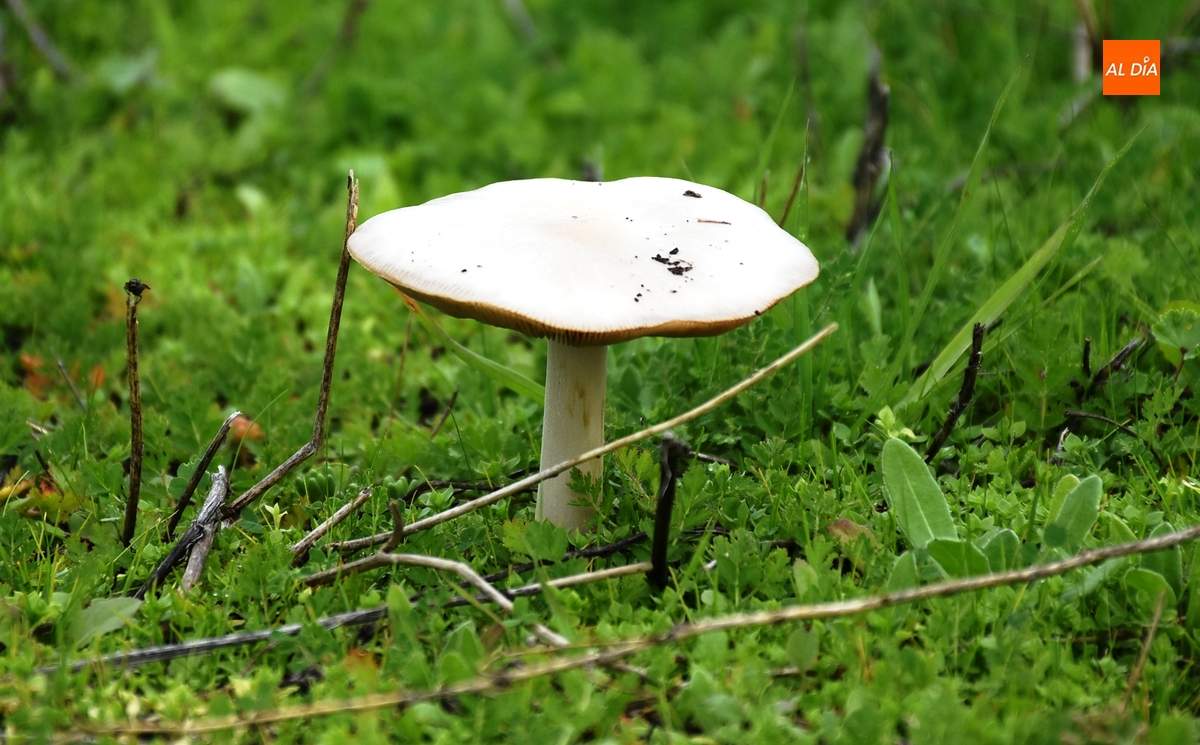 El Payo acogerá este mes un curso gratuito de iniciación a la micología