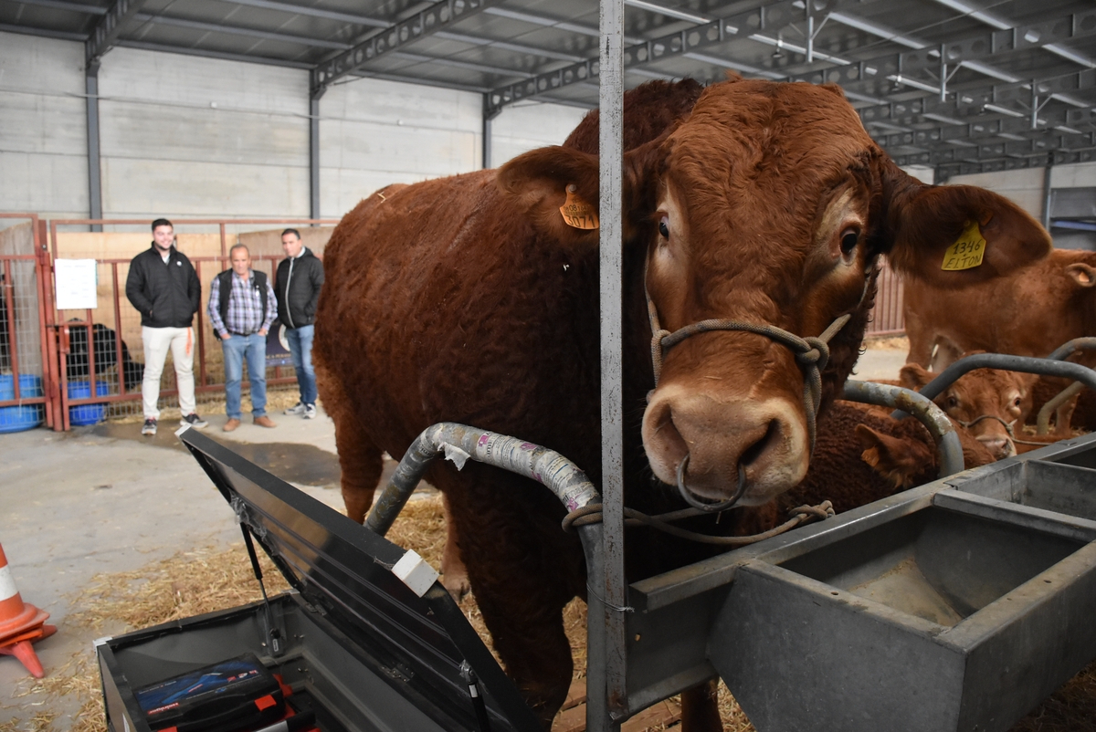 Pospuesta dos semanas la Feria de San Andrés por las prohibiciones para frenar la dermatosis