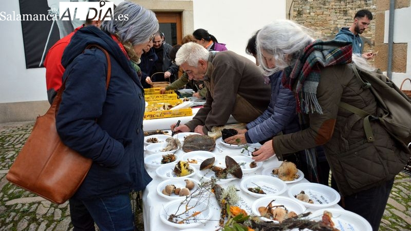 Lumbrales celebra sus Jornadas Micológicas con salidas al campo, talleres y una ruta de tapas
