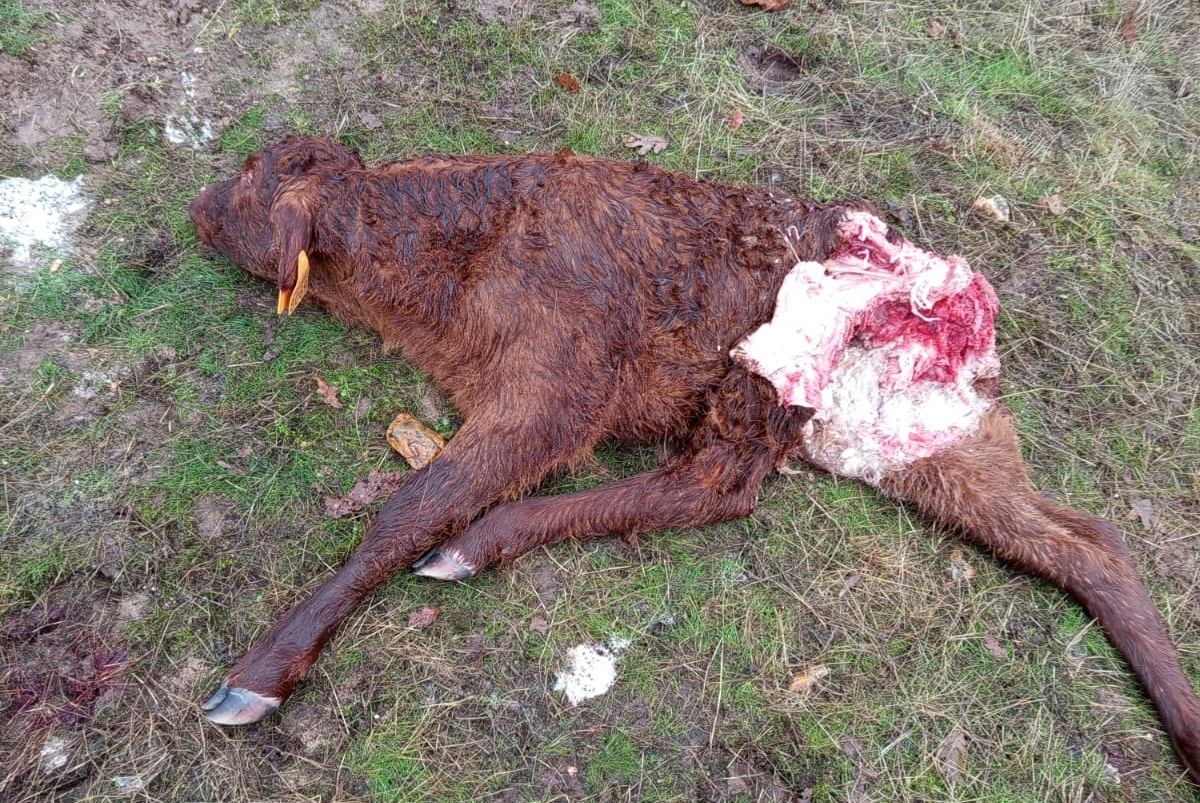 Vuelven los ataques de lobo a la comarca de Vitigudino 