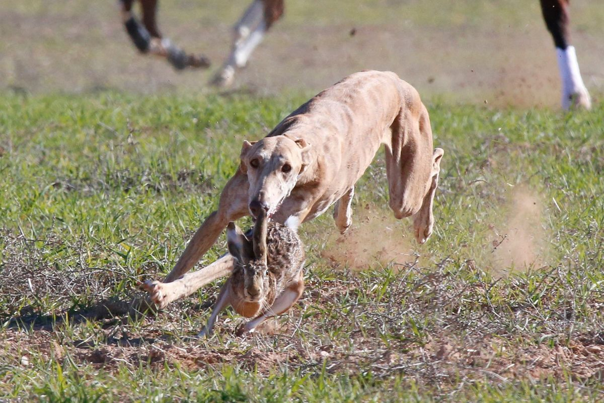 Un total de 16 galgos compiten desde este domingo por la IV Copa Salamanca