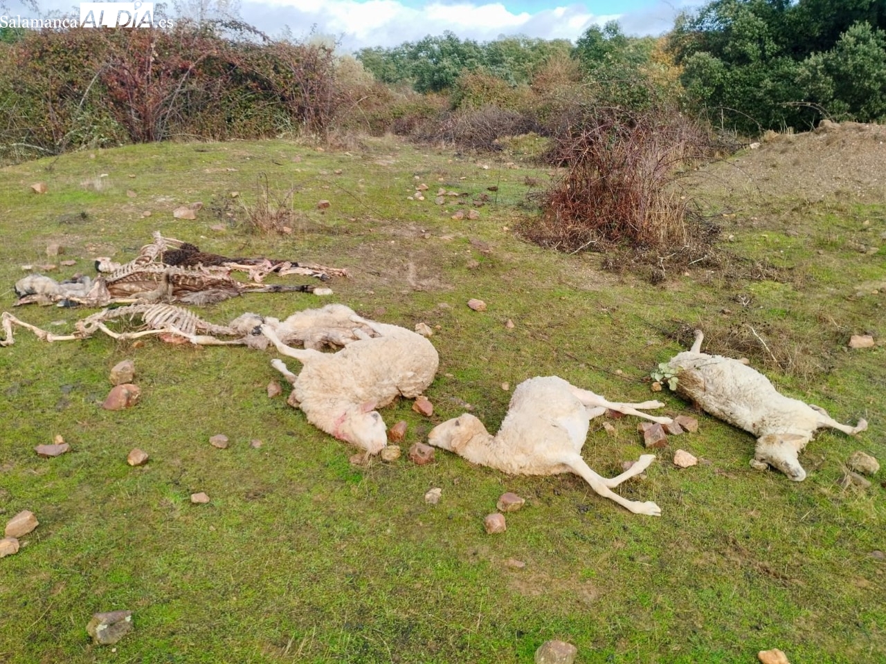 Un nuevo ataque de lobo en Bogajo se salda con ocho ovejas muertas y un semental herido grave