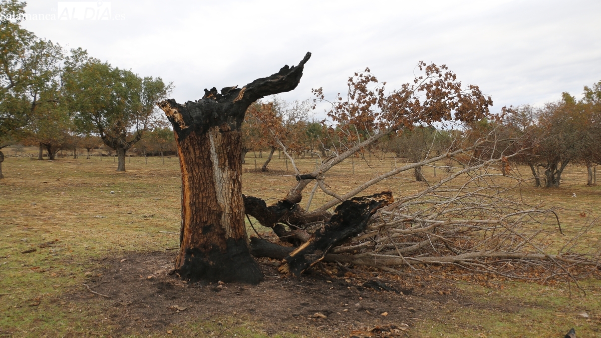 Villavieja de Yeltes analiza el futuro de la dehesa y la prevención de incendios en una jornada técnica