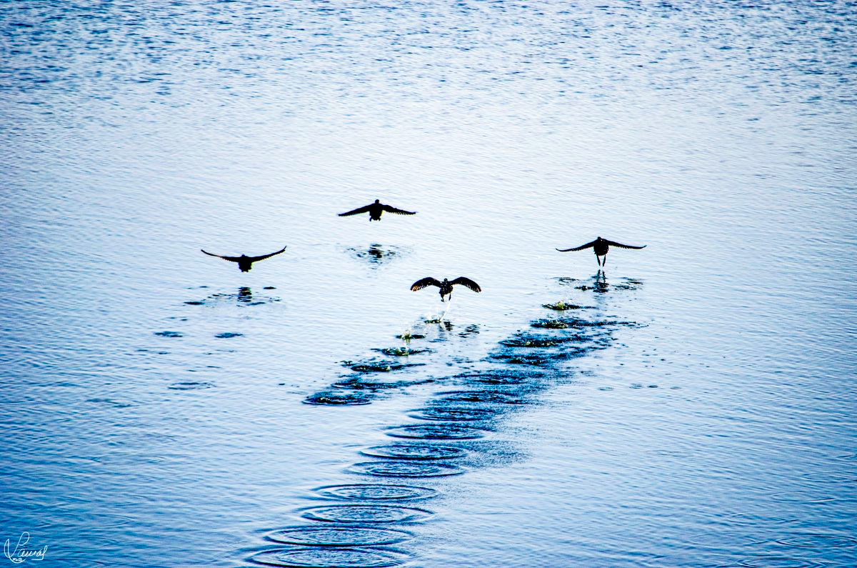 Alerta tras confirmarse los primeros casos de gripe aviar en el Azud de Riolobos