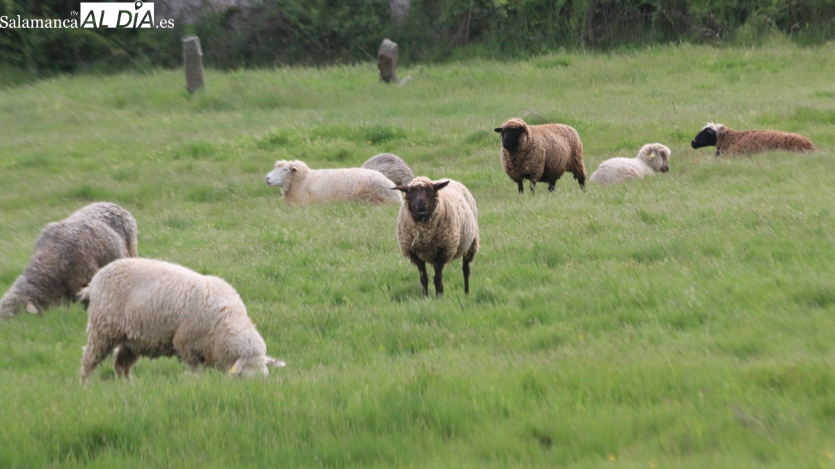 La Junta paga 587 millones en anticipos de la PAC a más de 51.000 agricultores de CyL