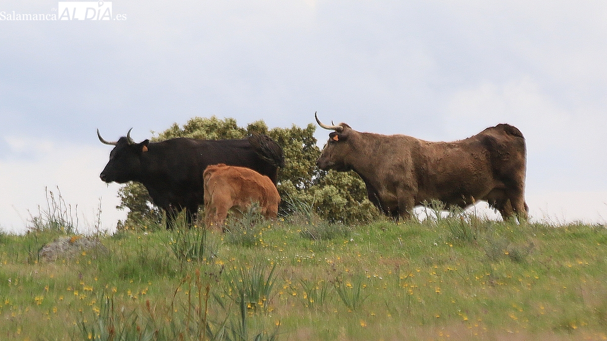 El vacuno permanece estancado y el cereal al alza