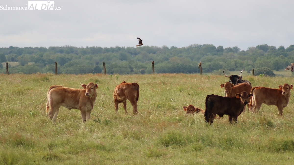 El cereal registra una ligera tendencia al alza con corderos, tostones y el vacuno para vida